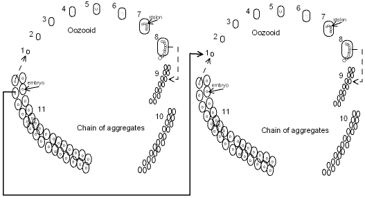 Life cycle of a salp