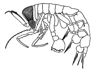 dessin Phronima curvipes